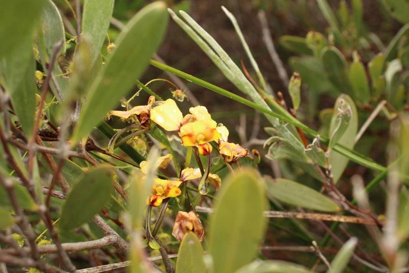 Diuris conspicillata, photographed by Em Lamond