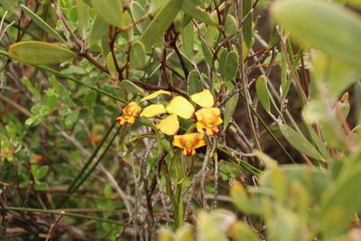 Diuris conspicillata, photographed by Em Lamond