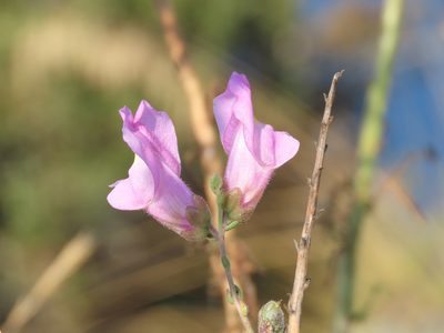 Antirrhinum tortuosum, photographed by Emanuele Santarelli