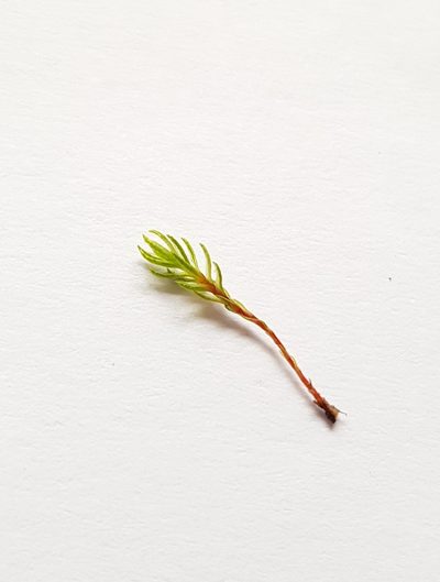 Oligotrichum hercynicum, photographed by Helen Waterman