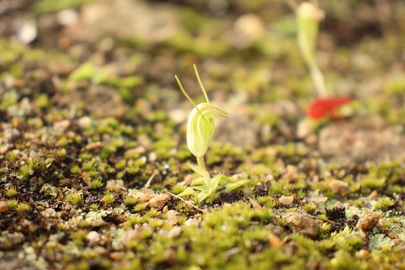 Pterostylis lortensis, photographed by Em Lamond