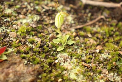 Pterostylis lortensis, photographed by Em Lamond