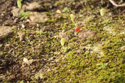 Pterostylis lortensis, photographed by Em Lamond