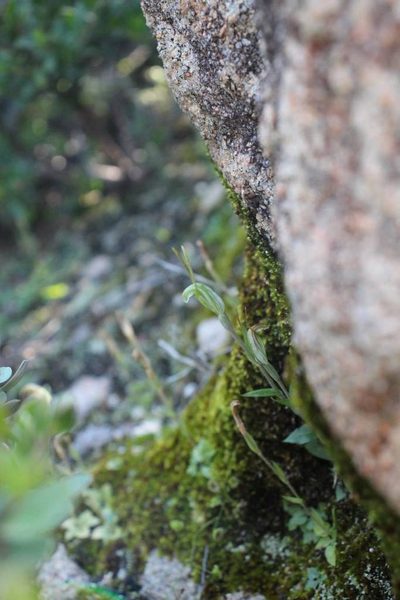 Pterostylis timothyi, photographed by Em Lamond