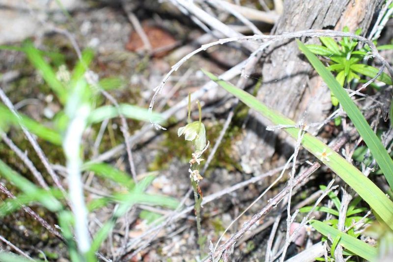 Pterostylis timothyi, photographed by Em Lamond