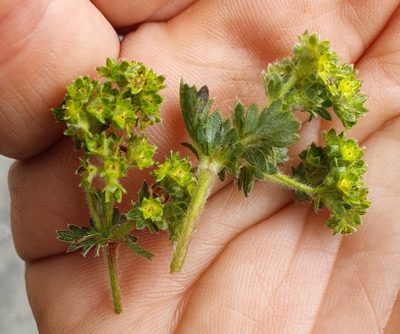 Alchemilla glaucescens, photographed by Michael D. Pirie
