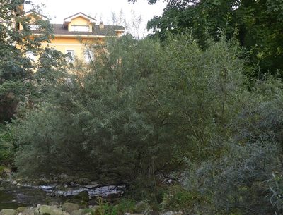 Salix eleagnos, photographed by Darío Estraviz López