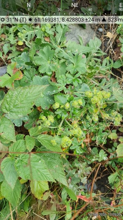 Alchemilla glaucescens, photographed by Michael D. Pirie