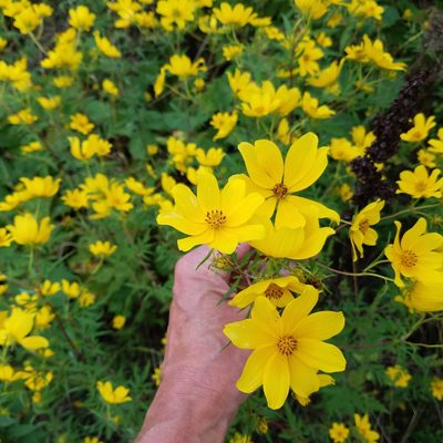 Bidens polylepis, photographed by Matt Pelikan