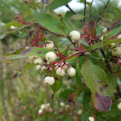 Cornus racemosa, photographed by Matt Pelikan