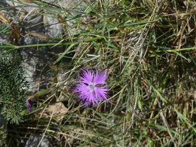 Dianthus hyssopifolius, photographed by Darío Estraviz López