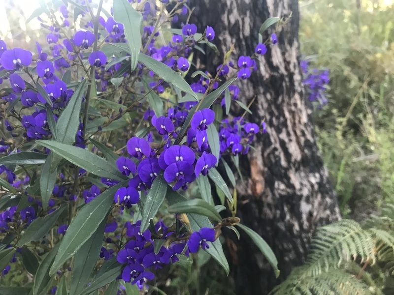 Hovea elliptica, photographed by Ann Bentley