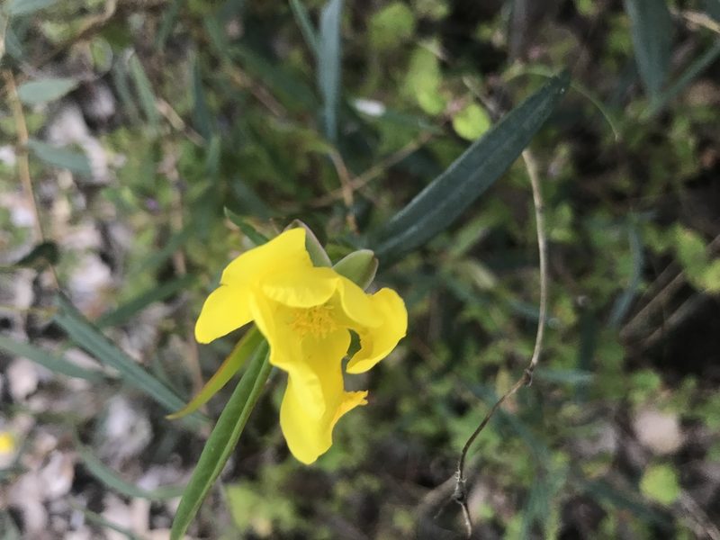 Hibbertia cunninghamii, photographed by Ann Bentley