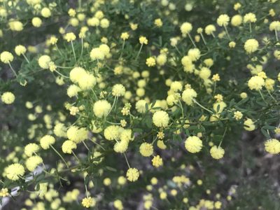 Acacia browniana, photographed by Ann Bentley