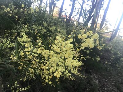 Acacia myrtifolia, photographed by Ann Bentley
