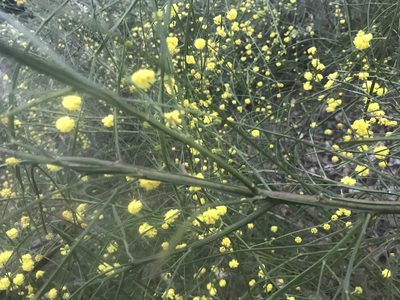 Acacia extensa, photographed by Ann Bentley
