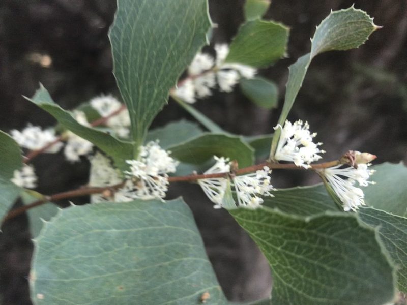 Hakea undulata, photographed by Ann Bentley
