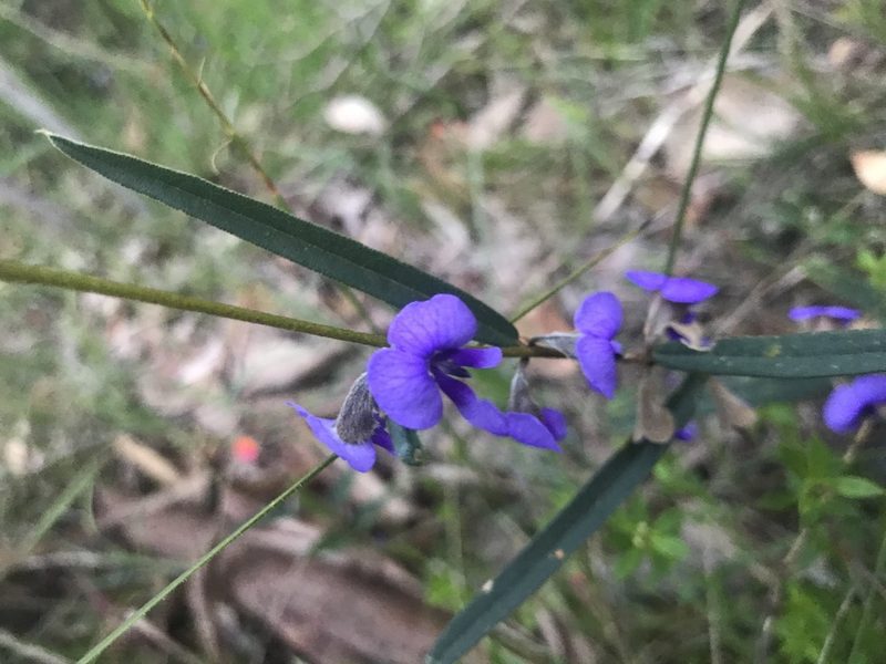 Hovea trisperma, photographed by Ann Bentley