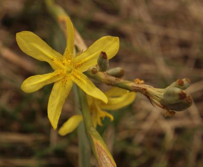 Moraea pallida, photographed by Robert Taylor