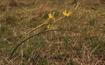 Moraea pallida, photographed by Robert Taylor