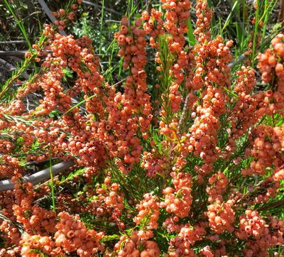 Erica regerminans, photographed by Di Turner
