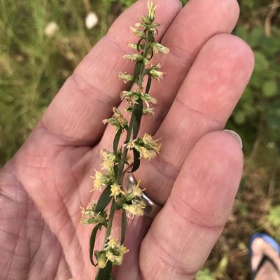 Solidago bicolor, photographed by Jamie VanBuskirk