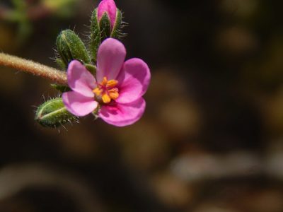 Pelargonium hirtum, photographed by melda