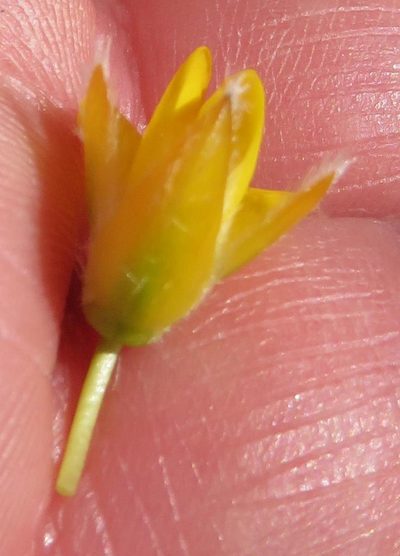 Cyclopia alopecuroides, photographed by Nicola van Berkel