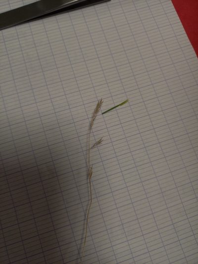 Festuca marginata, photographed by Jean-Silouane Rebours