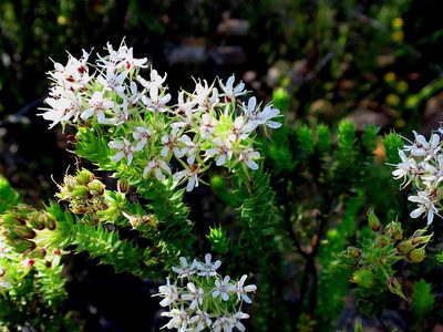 Agathosma mucronulata, photographed by Di Turner
