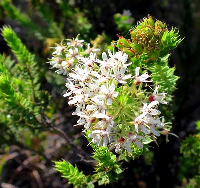 Agathosma mucronulata, photographed by Di Turner