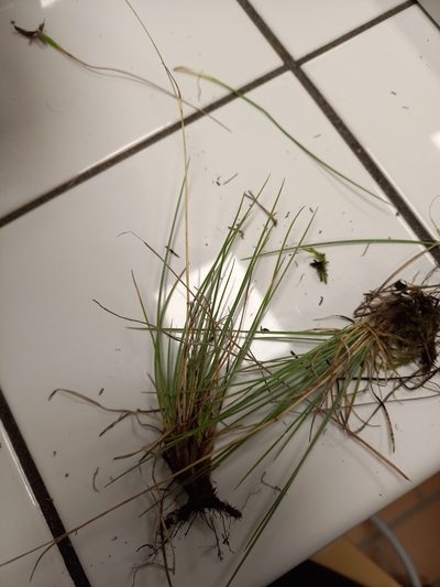 Festuca marginata, photographed by Jean-Silouane Rebours