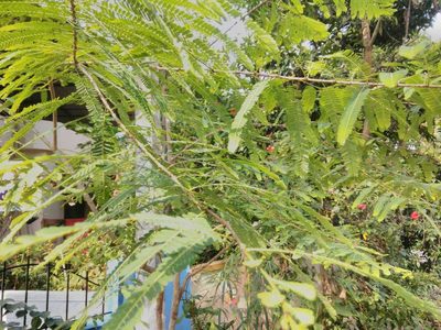 Phyllanthus emblica, photographed by Manoj Karingamadathil