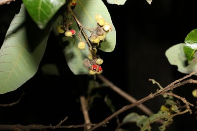 Alectryon connatus, photographed by Greg Tasney
