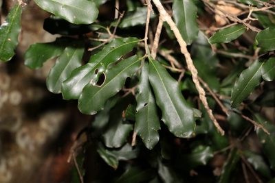 Macadamia integrifolia, photographed by Greg Tasney