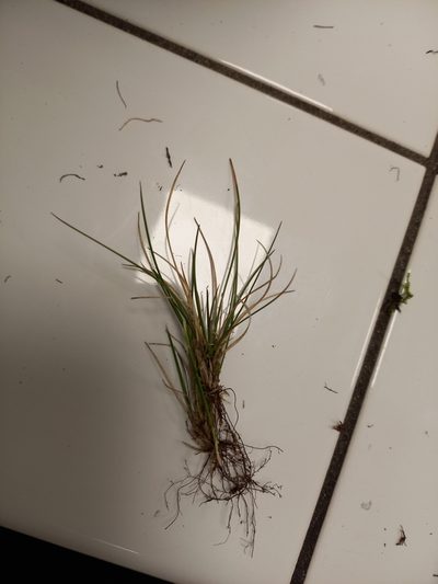 Festuca lemanii, photographed by Jean-Silouane Rebours
