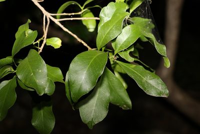 Fontainea venosa, photographed by Greg Tasney