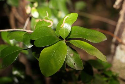 Planchonella myrsinifolia, photographed by Greg Tasney