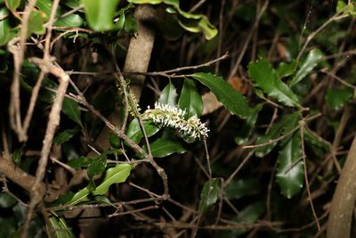 Macadamia integrifolia, photographed by Greg Tasney