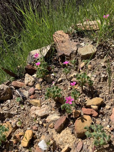 Oxalis lanata, photographed by Dave Richardson