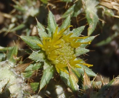 Berkheya pinnatifida, photographed by Nicola van Berkel