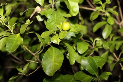 Fontainea venosa, photographed by Greg Tasney