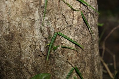 Parsonsia paulforsteri, photographed by Greg Tasney