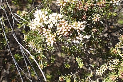 Agathosma giftbergensis, photographed by Di Turner