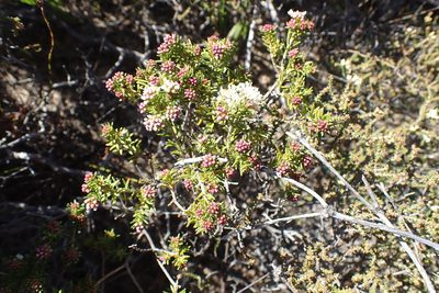Agathosma giftbergensis, photographed by Di Turner