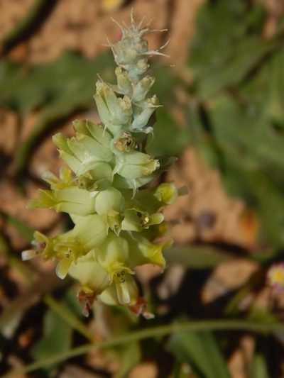 Lachenalia longibracteata, photographed by melda
