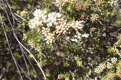 Agathosma giftbergensis, photographed by Di Turner