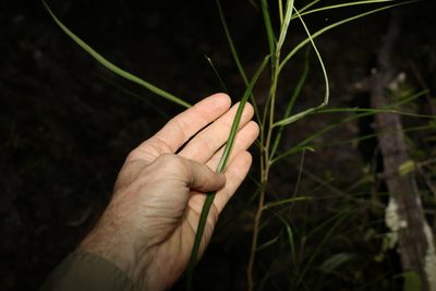 Grevillea helmsiae, photographed by Greg Tasney