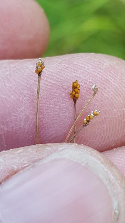 Eleocharis nitida, photographed by Norma Malinowski