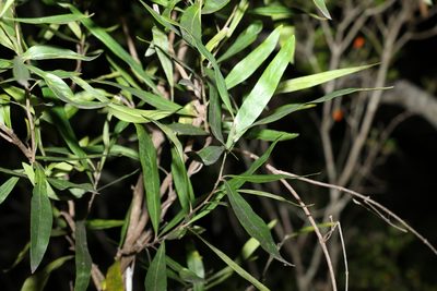 Grevillea helmsiae, photographed by Greg Tasney